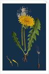 Taraxacum Officinale, Var. Genuinum; Common Dandelion, Var. A. by Anonymous