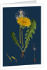 Taraxacum Officinale, Var. Genuinum; Common Dandelion, Var. A. by Anonymous