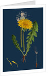 Taraxacum Officinale, Var. Genuinum; Common Dandelion, Var. A. by Anonymous