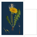 Taraxacum Officinale, Var. Genuinum; Common Dandelion, Var. A. by Anonymous