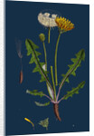 Taraxacum Officinale, Var. Palustre; Common Dandelion, Var. D. by Anonymous