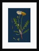 Taraxacum Officinale, Var. Palustre; Common Dandelion, Var. D. by Anonymous