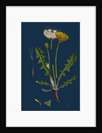 Taraxacum Officinale, Var. Palustre; Common Dandelion, Var. D. by Anonymous