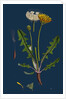 Taraxacum Officinale, Var. Palustre; Common Dandelion, Var. D. by Anonymous