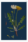 Taraxacum Officinale, Var. Palustre; Common Dandelion, Var. D. by Anonymous