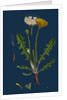 Taraxacum Officinale, Var. Palustre; Common Dandelion, Var. D. by Anonymous