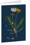 Taraxacum Officinale, Var. Palustre; Common Dandelion, Var. D. by Anonymous