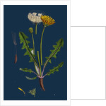 Taraxacum Officinale, Var. Palustre; Common Dandelion, Var. D. by Anonymous