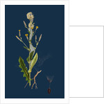 Lactuca Scariola; Prickly Lettuce by Anonymous