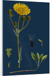 Sonchus Arvensis; Corn Sow-Thistle by Anonymous