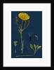 Sonchus Arvensis; Corn Sow-Thistle by Anonymous