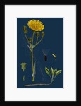 Sonchus Arvensis; Corn Sow-Thistle by Anonymous