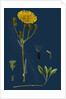 Sonchus Arvensis; Corn Sow-Thistle by Anonymous