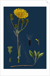Sonchus Arvensis; Corn Sow-Thistle by Anonymous