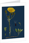 Sonchus Arvensis; Corn Sow-Thistle by Anonymous