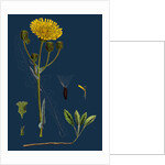 Sonchus Arvensis; Corn Sow-Thistle by Anonymous