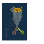 Hypochoeris Radicata; Long-Rooted Cat's-Ear by Anonymous