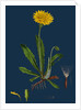 Leontodon Hispidus; Rough Hawk-Bit by Anonymous