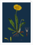 Leontodon Hispidus; Rough Hawk-Bit by Anonymous