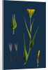 Tragopogon Pratensis, Var. Genuinus; Yellow Goat's-Beard, Var. A. by Anonymous