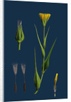 Tragopogon Pratensis, Var. Genuinus; Yellow Goat's-Beard, Var. A. by Anonymous