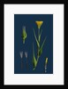 Tragopogon Pratensis, Var. Genuinus; Yellow Goat's-Beard, Var. A. by Anonymous