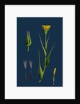 Tragopogon Pratensis, Var. Genuinus; Yellow Goat's-Beard, Var. A. by Anonymous