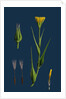 Tragopogon Pratensis, Var. Genuinus; Yellow Goat's-Beard, Var. A. by Anonymous