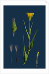 Tragopogon Pratensis, Var. Genuinus; Yellow Goat's-Beard, Var. A. by Anonymous