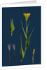 Tragopogon Pratensis, Var. Genuinus; Yellow Goat's-Beard, Var. A. by Anonymous