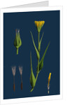 Tragopogon Pratensis, Var. Genuinus; Yellow Goat's-Beard, Var. A. by Anonymous