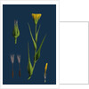 Tragopogon Pratensis, Var. Genuinus; Yellow Goat's-Beard, Var. A. by Anonymous