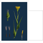 Tragopogon Pratensis, Var. Genuinus; Yellow Goat's-Beard, Var. A. by Anonymous