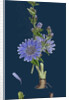 Cichorium Intybus; Wild Succory by Anonymous