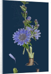 Cichorium Intybus; Wild Succory by Anonymous
