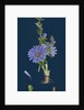 Cichorium Intybus; Wild Succory by Anonymous