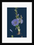 Cichorium Intybus; Wild Succory by Anonymous