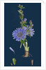Cichorium Intybus; Wild Succory by Anonymous