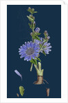 Cichorium Intybus; Wild Succory by Anonymous