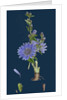 Cichorium Intybus; Wild Succory by Anonymous