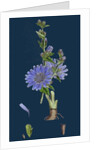 Cichorium Intybus; Wild Succory by Anonymous
