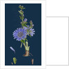 Cichorium Intybus; Wild Succory by Anonymous