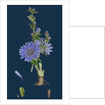 Cichorium Intybus; Wild Succory by Anonymous
