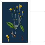 Lapsana Communis; Common Nipple-Wort by Anonymous