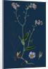 Myosotis Sylvatica; Wood Forget-Me-Not by Anonymous