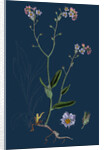 Myosotis Sylvatica; Wood Forget-Me-Not by Anonymous
