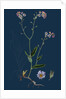 Myosotis Sylvatica; Wood Forget-Me-Not by Anonymous