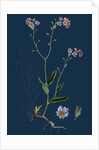 Myosotis Sylvatica; Wood Forget-Me-Not by Anonymous