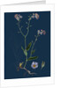 Myosotis Sylvatica; Wood Forget-Me-Not by Anonymous