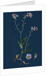 Myosotis Sylvatica; Wood Forget-Me-Not by Anonymous